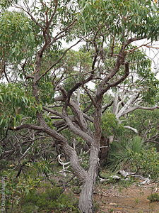 Eucalyptus obliqua p Denzel Murfet Talisker CP